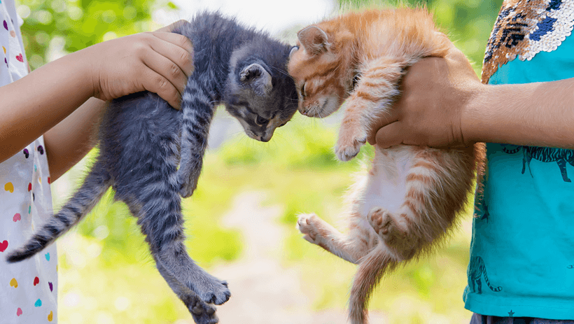 Keeping Your Cats Separate The Hows and Whys.docx