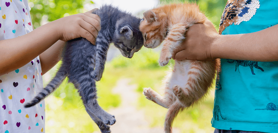 Keeping Your Cats Separate The Hows and Whys.docx