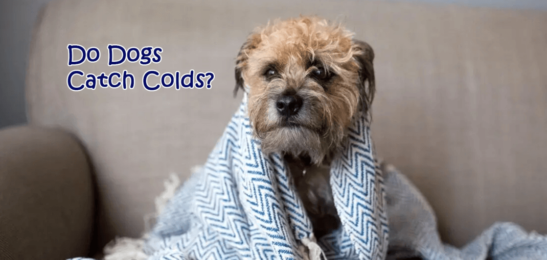 Do_Dogs_Catch_Colds