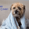 Do_Dogs_Catch_Colds