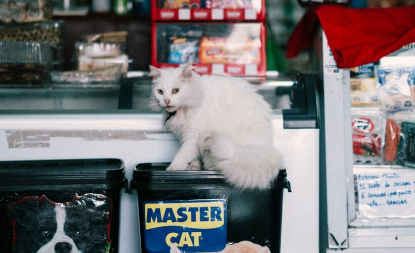 online pet store in pakistan