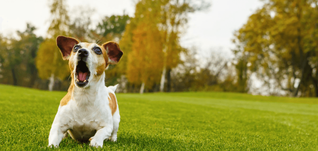 Excessive Dog Barking